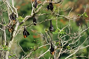 Pteropus: Fruit Bat