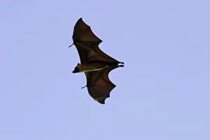 Pteropus: Fruit Bat