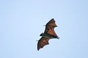 Pteropus: Fruit Bat