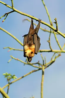 Pteropus: Fruit Bat