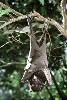 Bats: Fruit BAT / Black Flying Fox - hanging from branch