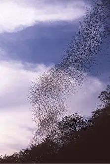 Bats: FRUIT BAT - flock in flight