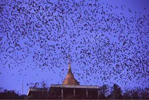 Bats: FRUIT BAT - flock in flight