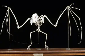 Pteropus: Fruit Bat / Flying Fox Skeleton