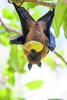 Pteropus: Fruit bat (Pteropus medius), eats fruit, Kuramathi