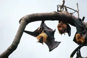Vampyrus: Fruit Bats / Common Flying / Large Flying Fox -