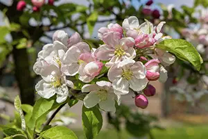 Altes: Fruit blossom in the Altes Land, Hamburg, Germany