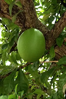 Lucia: Fruit of Calabash Tree - National Tree of St. Lucia