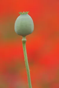 Papaver: Fruit capsule of opium poppy (Papaver somniferum)