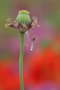 Papaver: Fruit capsule of the opium poppy (Papaver somniferum)