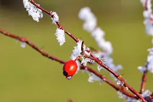 Canina: FRUIT OF THE DOG ROSE