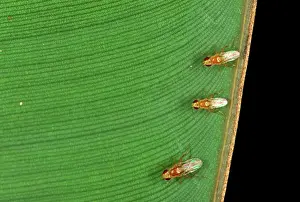 Bugs: Fruit flies