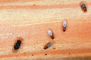 Housefly: Fruit flies - gathered in kitchen