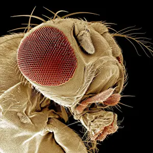 Drosophila: Fruit Fly