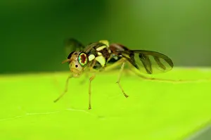 Tephritidae: Fruit Fly