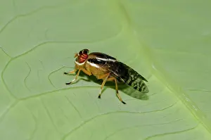Hexapoda: Fruit Fly