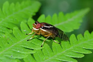 Hexapoda: Fruit Fly