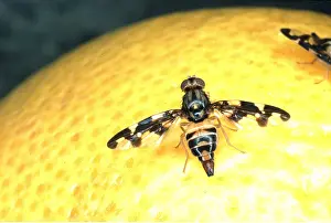 Citrus: FRUIT FLY - On citrus fruit