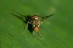 250521: Fruit Fly - Klungkung, Bali, Indonesia