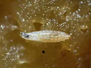 Melanogaster: Fruit Fly larva