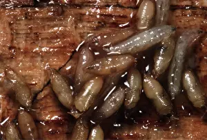 Lots: FRUIT FLY LARVAE - LOTS