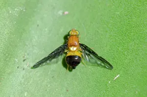 Tephritidae: Fruit Fly on leaf - Klungkung, Bali, Indonesia