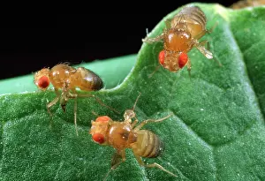 Melanogaster: Fruit Fly - Red eyes - vestigal wings