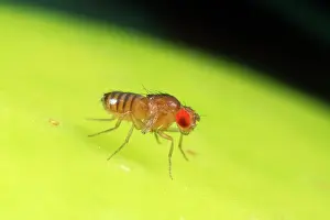 Melanogaster: Fruit Fly - Red eyes - vestigal wings