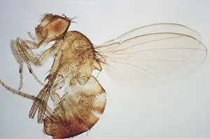 Mutation: FRUIT FLY - showing bar eye as genetic mutation