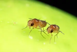 Melanogaster: Fruit Fly Strains