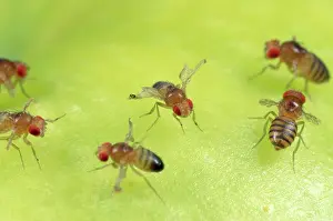 Ailsa Hopkin: Fruit Fly strains - red eyes - vestigial wings