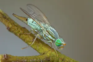 Destroying: Fruit fly (Terellia cf. serratulae), Cayolle pass