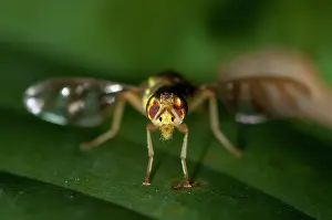 250521: Fruit Fly - with transparant striped wings - Klungkung