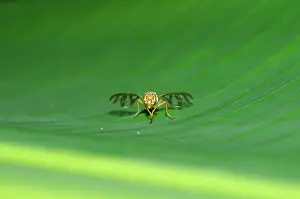 Tephritidae: Fruit Fly - with transparant striped wings on leaf