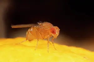 Ailsa Hopkin: Fruit Fly - wild type
