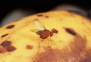 Melanogaster: Fruit Fly - wild type, cleaning wings