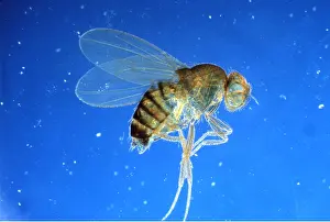Emma Coghlan: FRUIT FLY - x5 magnification