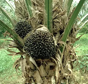 Guineensis: Fruit on oil palm