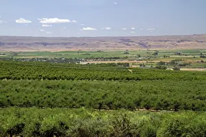 Orchards: Fruit Orchards
