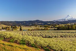 Orchards: Fruit orchards in full bloom with Mount Hood in