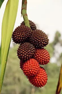 Screw: Fruit of Pandanus tree / Screw PINE - Ripening fruit is red