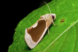 Ecuadoran: Fruit-piercer Moth