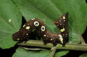 Ring: Fruit Piercing Moth Caterpillar