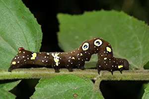 Ring: Fruit Piercing Moth Caterpillar