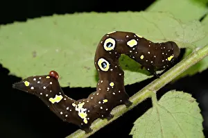 Ring: Fruit Piercing Moth Caterpillar