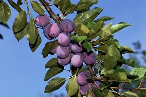 Plums: Fruit - Plums on branch