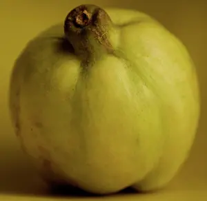 Quinces: Fruit - Quince