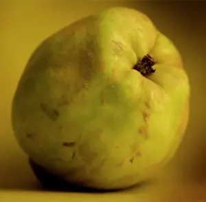 Quinces: Fruit - Quince