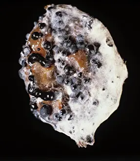 Gooseberry: Fruit Rot (Sclerotinia sp.) on Gooseberry