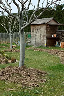 Manuring: Fruit-tree with horse manuring in a garden